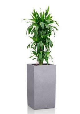 Драцена Артуро бранч 24/120 см в CANTO STONE HIGH 30, серый камень