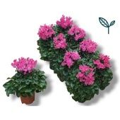 Цикламен Compact Pink d10.5 см h17.5 см тип 1