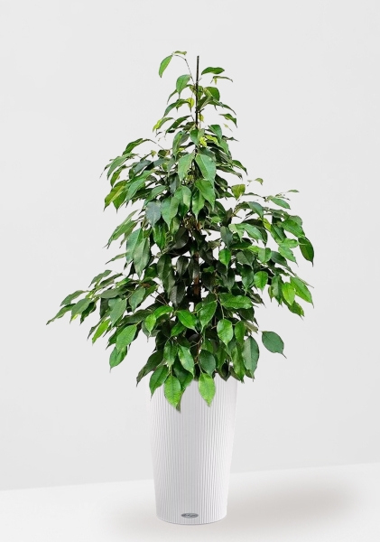 Фикус Бенджамина Экзотика 27/150 см в CILINDRO 32 Фикус Бенджамина Экзотика 27/150 см в CILINDRO 32