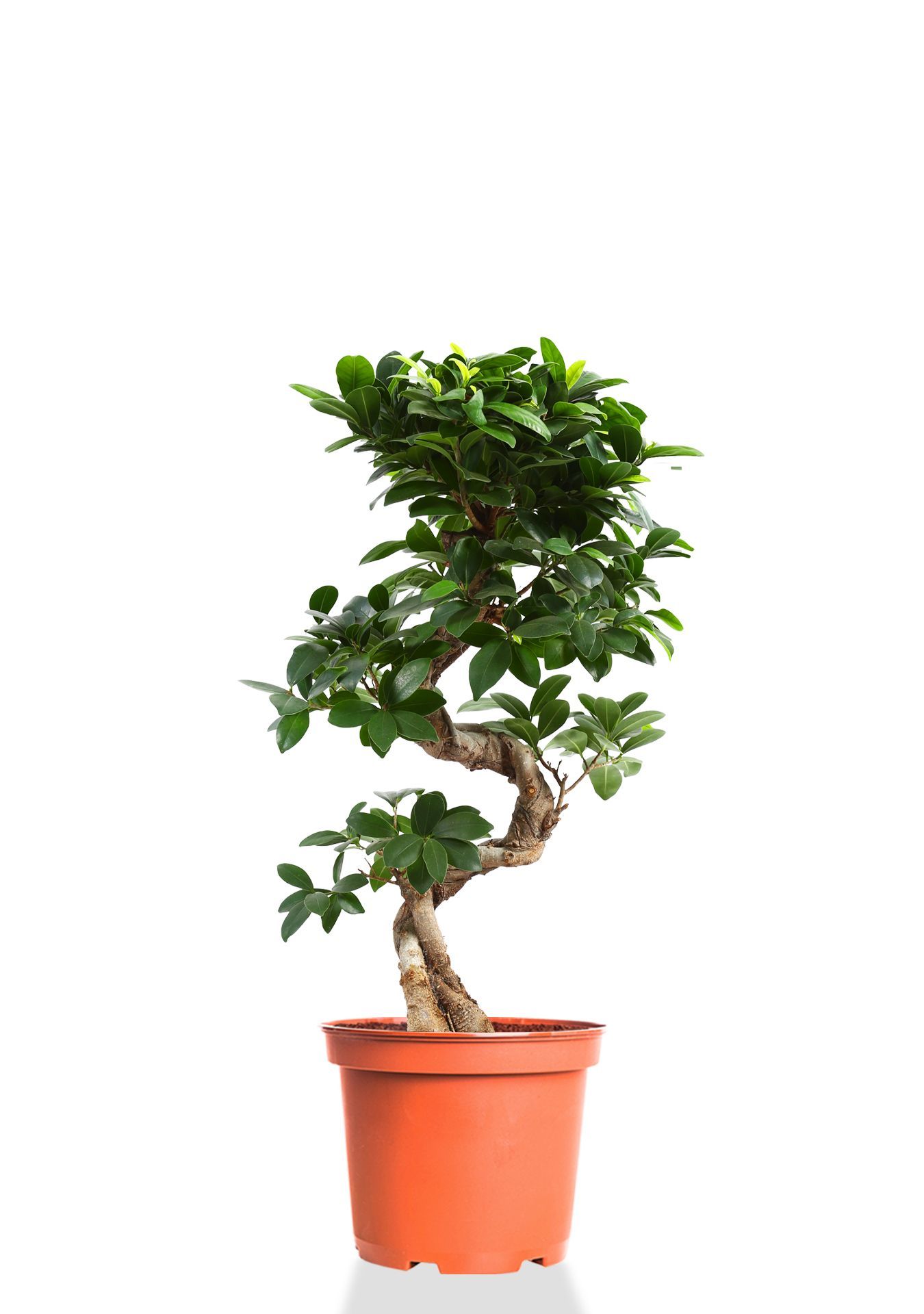 Фикус Микрокарпа Гинсенг 22/60 см