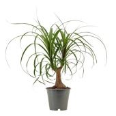 Нолина 1 ствол d12 см h35 см