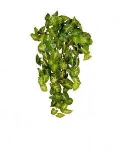 Сингониум ампельный куст