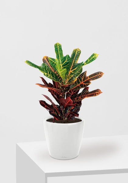 Кротон (Кодиеум) Экселент 17/50 см в QUADRO LS 21