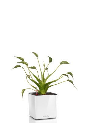 Алоказия Тину Дансер 12 см в CUBE Glossy 14