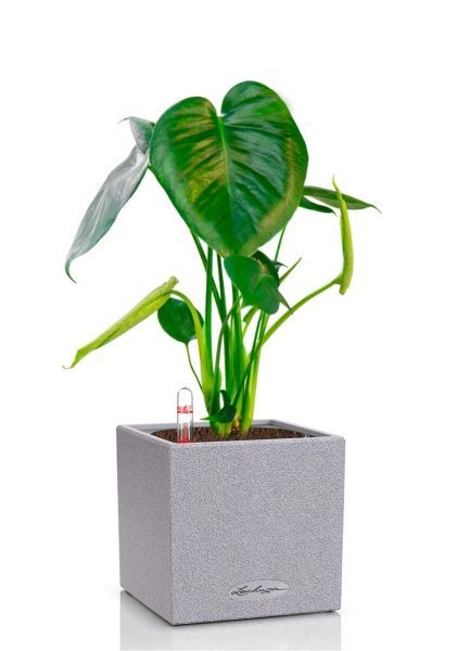 Монстера Делициоза 12/40 см в CANTO STONE 14