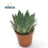 Алоэ Аристата 5,5/10 см Алоэ Аристата 5,5/10 см