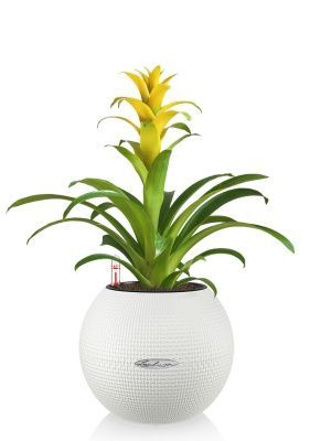 Гузмания желтая PURO 20, белый