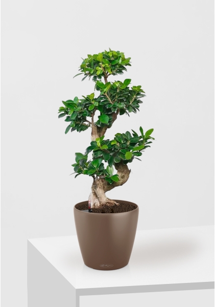 Фикус бонсай в CLASSICO 28