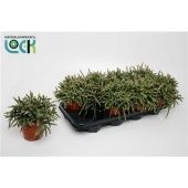 Рипсалис Бацифера Horrida d12 см h15 см