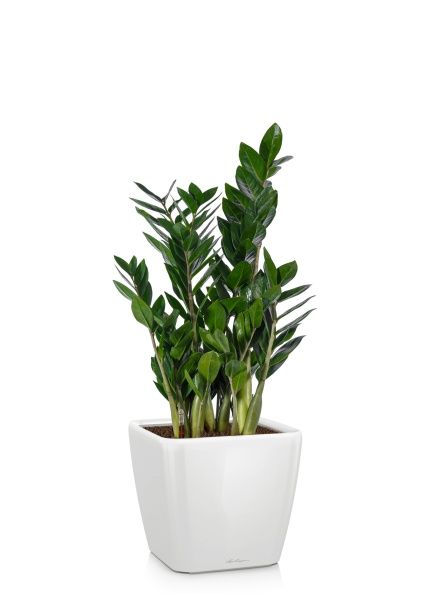 Замиокулькас 17/60 в QUADRO LS 21