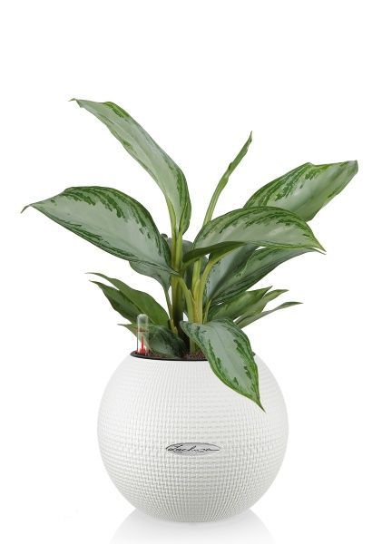 Аглаонема Сильвер Бей в PURO 20 Аглаонема Сильвер Бей в PURO 20