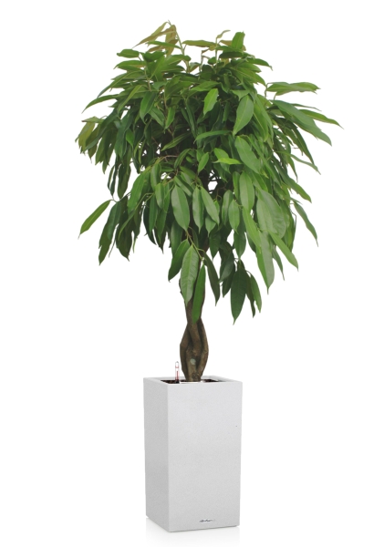 Фикус Амстел Кинг переплетенный 30/150 см в CANTO STONE HIGH 40