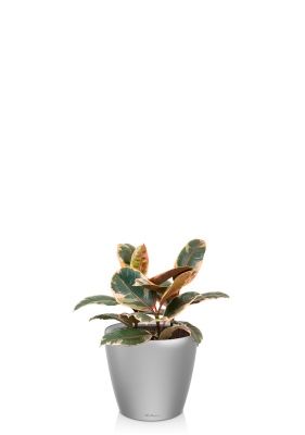 Фикус Эластика Белиз 3 ствола 23/35 см в CLASSICO LS 28, серебристый металлик