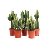 Эуфорбия микс d17 см h70 см Эуфорбия микс d17 см h70 см