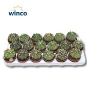 Эхинопсис d8.5 см h15 см