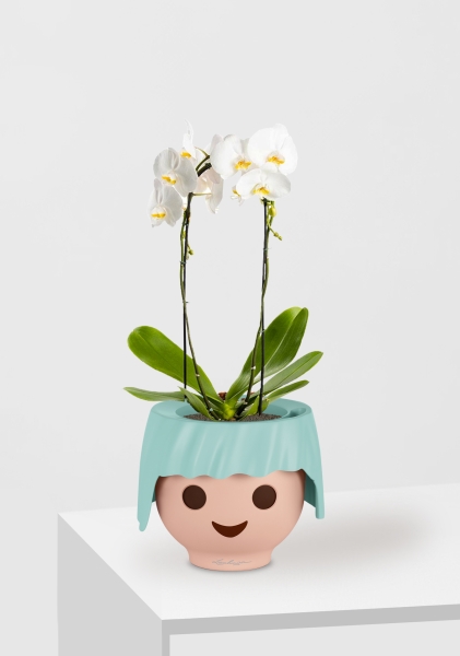 Орхидея Фаленопсис белая каскад 12/50 см в OJO