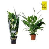 Спатифиллум Свит Чико 5+ цветов (concorde) d13 см h55 см