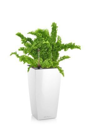 Нефролепис Возвышенный в MAXI CUBI, белый блестящий