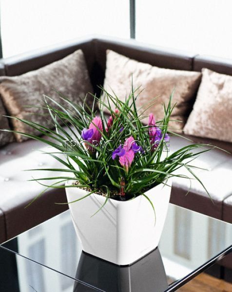 Тилландсия Анита 9/30 см