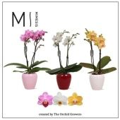 Фаленопсис 2 ствола Mimesis Mix 16+ In Ceramic (orchid Grower d7 см h30 см