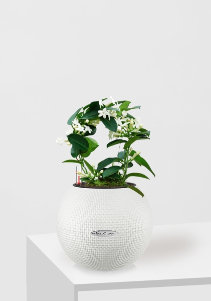 Стефанотис 12/30 см в PURO 20