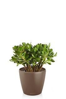 Крассула Овата в CLASSICO Color 21