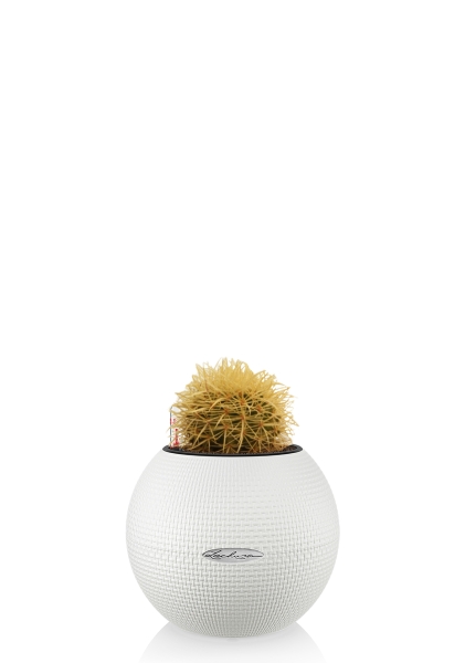 Кактус микс 12 см в PURO 20 Кактус микс 12 см в PURO 20