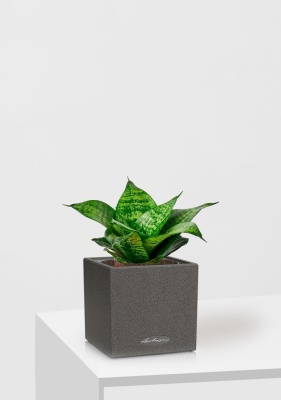 Сансевиерия Ханни 12/25 см в CANTO Stone 14 Сансевиерия Ханни 12/25 см в CANTO Stone 14