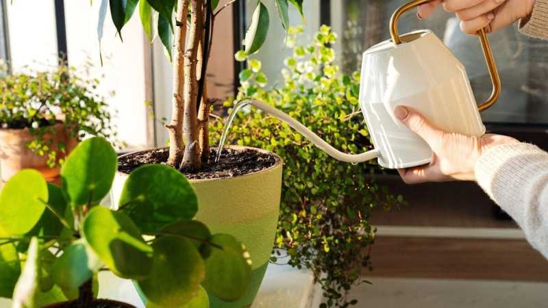 Как ухаживать за комнатными растениями летом: советы от биолога