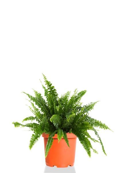 Папоротник Нефролепис Грин Леди 17/45 см