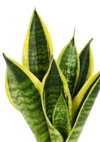 Сансевиерия Футура Суперба в DELTINI 14 Сансевиерия Футура Суперба в DELTINI 14