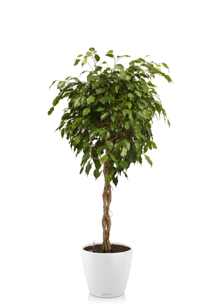 Фикус Экзотика переплетенный 30/150 см в CLASSICO COLOR 43 Фикус Экзотика переплетенный 30/150 см в CLASSICO COLOR 43