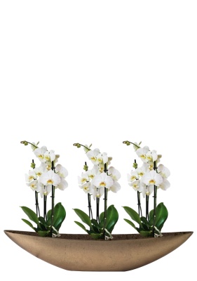 Орхидея Фаленопсис Кембридж белая 12/70 см в TREEZ Effectory, Ваза-Лодка, Большая Орхидея Фаленопсис Кембридж белая 12/70 см в TREEZ Effectory, Ваза-Лодка, Большая