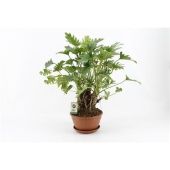 Филодендрон Ксанаду d22 см h50 см Филодендрон Ксанаду d22 см h50 см