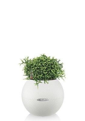 Рипсалис в PURO 20, белый Рипсалис в PURO 20, белый