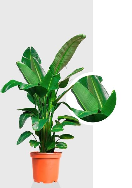 Стрелиция Николай 30/180 см