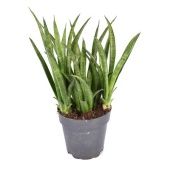 Сансевиерия Trifasciata Tess d12 см h35 см