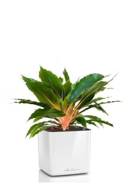 Хлорофитум Фаер Флеш в CUBE GLOSSY 14