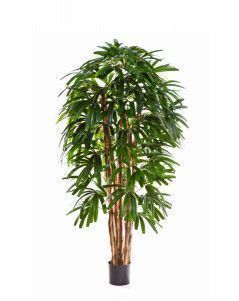 Рапис пальма широколистная