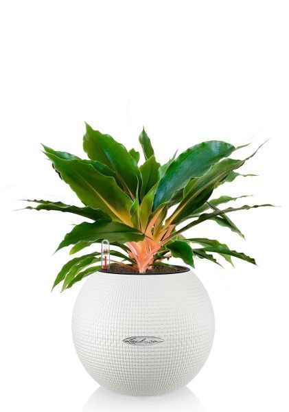 Хлорофитум Фаер Флеш в PURO 20