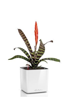 Вриезия Спленриет в CUBE GLOSSY 14, белый