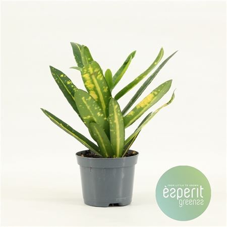 Кротон Кодиеум Санни Стар d8.5 см h20 см Кротон Кодиеум Санни Стар d8.5 см h20 см