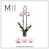 Фаленопсис 2 ствола Light Pink d12 см h70 см