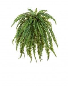 Папоротник Бостон Мидл свисающий
