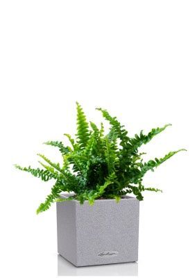 Нефролепис в CANTO STONE 14, серый камень