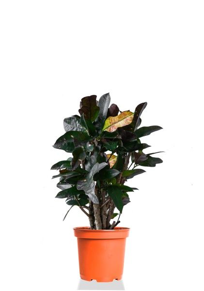 Кротон (Кодиеум) Вилма 17/70 см