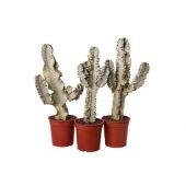 Эуфорбия Ингенс Мармоната d21 см h70 см