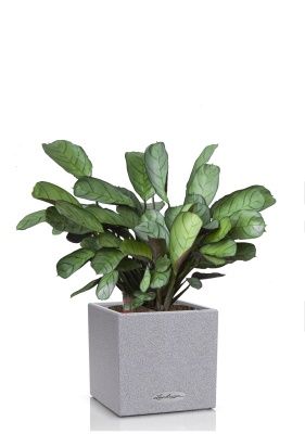 Ктенанта Амагрис в CANTO STONE 14, серый камень