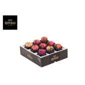 Гимно Кактус вариегатный d7.5 см h13 см Гимно Кактус вариегатный d7.5 см h13 см