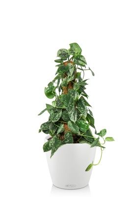 Сциндапсус Пиктус на опоре в CLASSICO 18, белый